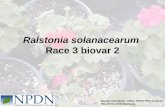 Ralstonia solanacearum Race 3 biovar 2 Background photo: USDA APHIS PPQ Archives .