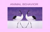 ANIMAL BEHAVIOR. Behavior: What is it?  Behavior:  Everything an animal does & how it does it  Ethology:  The scientific study of how animals behave,