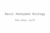Basic Honeybee Biology And other stuff. PhylumArthropodExternal Skeleton, Chitinous, Segmented, Invertebrates ClassInsecta Hexapoda Six legged 3 major.