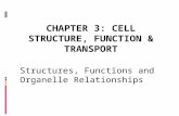 Structures, Functions and Organelle Relationships.