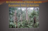 An Examination of Native Species: Eucalyptus Trees of Australia International Forestry; 2014 By: Brent Bybee, Travis Emerling, Chris Hale, Brie Kerfoot,