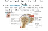 Selected Joints of the Body The shoulder joint is a ball-and-socket joint formed by the head of the humerus and the scapula.