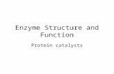 Enzyme Structure and Function Protein catalysts. Enzymes are Catalysts This means that enzymes help speed up chemical reactions. How? –Enzymes lower the.