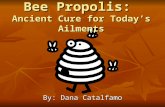 Bee Propolis: Ancient Cure for Today’s Ailments By: Dana Catalfamo.