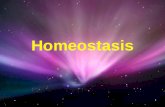 Homeostasis. Homeostasis The term is derived from the Greek word meaning ‘to stay the same’The term is derived from the Greek word meaning ‘to stay the.