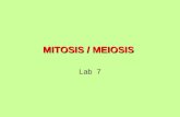 MITOSIS / MEIOSIS Lab 7. OBJETIVES Name the stages of the cell cycle and describe their characteristics. Name the phases of mitosis and meiosis and describe.