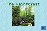 The Rainforest. oWhere are rainforests located?Where are rainforests located? oWhat kind of animals live in the rainforest?What kind of animals live in.
