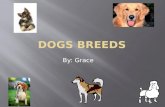 By: Grace 1. Opening 2. Beagles 3. Golden Retrievers 4. German Shepherds 5. Siberian Huskies 6. Poodles 7. Closing 8. Poem.