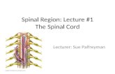 Spinal Region: Lecture #1 The Spinal Cord Lecturer: Sue Palfreyman.