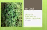 Effects of Marijuana on Human Physiology Rafi Balikci 28.04.2014 1.