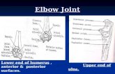 Elbow Joint Lower end of humerus, anterior & posterior surfaces. Upper end of ulna.
