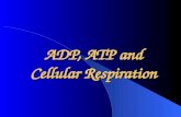ADP, ATP and Cellular Respiration. What Is ATP? Adenosine Triphosphate Molecule containing high-energy Phosphate bonds.