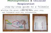 Photosynthesis & Cellular Respiration step-by-step guide to a foldable display ● Follow the given steps to make your very own foldable with key information.