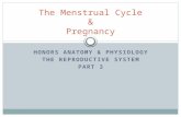 HONORS ANATOMY & PHYSIOLOGY THE REPRODUCTIVE SYSTEM PART 3 The Menstrual Cycle & Pregnancy.