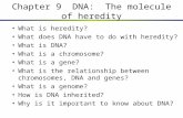 Chapter 9 DNA: The molecule of heredity What is heredity? What does DNA have to do with heredity? What is DNA? What is a chromosome? What is a gene? What.