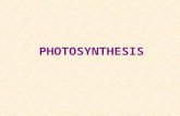 PHOTOSYNTHESIS. Photosynthesis Anabolic Endergonic Requires Carbon Dioxide Uses light energy (photons) and water to produce organic macromolecules (glucose)