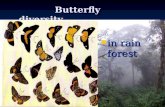 Butterfly diversity…………………… in rain forest. What is ecological diversity? Based on Based on 1) Species richness, i.e. number of species present 1) Species.