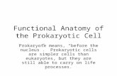 Functional Anatomy of the Prokaryotic Cell Prokaryote means, “before the nucleus”. Prokaryotic cells are simpler cells than eukaryotes, but they are still.