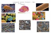 Lionwood Junior Project – Nov 2012 - Dust Images.