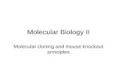 Molecular Biology II Molecular cloning and mouse knockout principles.