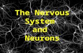 The Nervous System and Neurons Is this even possible? Why or why not?