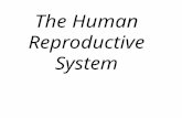 The Human Reproductive System. Most animals are either male or female. Male animals produce only male gametes (sperm) and females only female gametes.