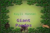 Kayli Hannan Giant Pandas. What Giant Pandas Eat Pandas eat Bamboo Apples Carrots Cooked sweet potatoes Cooked rice Milk bone Vitamins Bamboo.