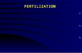 FERTILIZATION. Fertilization What are the factors that affect the sperm’s potential for successfully fertilizing the egg? The process by which the sperm.