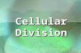 1 Cellular Division. 2 Cell Division All cells are derived from pre- existing cells All cells are derived from pre- existing cells New cells are produced.