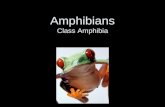 Amphibians Class Amphibia. Amphibians Animals that can live on land and in water Chinese Giant Salamander.