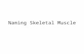 Naming Skeletal Muscle. Types of Muscles Most often body movements are the result of the activity of pairs or teams of muscles acting together or against.