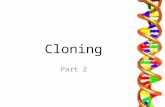 Cloning Part 2. Learning Objectives To learn how asexual reproduction takes place in plants. To learn about the advantages and disadvantages of cloned.