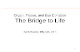1 Organ, Tissue, and Eye Donation The Bridge to Life Keith Rischer RN, MA, CEN.