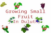 Growing Small Fruit In Duluth. Planning the planting Size of fruit planting –Space –Size of family (10 blueberry plants/family) –Experience of grower.