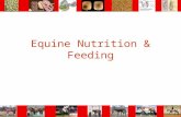 Equine Nutrition & Feeding. Time-Budgets Feral Horses Select highest fiber, lowest protein content 70% of its day foraging Stabled Horses 10% of their.