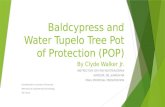 Baldcypress and Water Tupelo Tree Pot of Protection (POP) By Clyde Walker Jr. INSTRUCTOR: DR CRIS KOUTSOUGERAS ADVISOR: DR. JUNKUN MA FINAL PROPOSAL PRESENTATION.