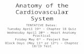 Anatomy of the Cardiovascular System TENTATIVE Dates: Tuesday April 19 th – Chapter 18 Quiz Wednesday April 20 th – Heart Anatomy Practical Friday May.