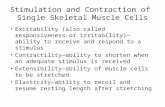 Stimulation and Contraction of Single Skeletal Muscle Cells Excitability (also called responsiveness or irritability)—ability to receive and respond to.