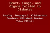 Heart, Lungs, and Organs related to Diabetes Faculty: Penprapa S. Klinkhachorn Teachers: Elizabeth Stanton Trina Elliott.