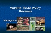 Wildlife Trade Policy Reviews Madagascar. Introduction Madagascar ratified the convention in 1975 Madagascar ratified the convention in 1975 Rich in biodiversity.