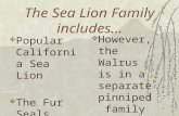 The Sea Lion Family includes…  Popular California Sea Lion  The Fur Seals 1  However, the Walrus is in a separate pinniped family.
