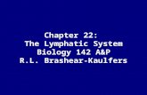 Chapter 22: The Lymphatic System Biology 142 A&P R.L. Brashear-Kaulfers.