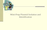 Mini-Prep Plasmid Isolation and Identification. Page 3-53 in lab manual & handout.