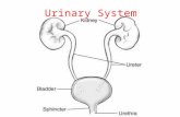 Urinary System. Kidney Transplant  IZc  IZc.