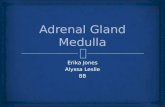 Erika Jones Alyssa Leslie 8B  location  The adrenal gland medulla sits atop the kidney.