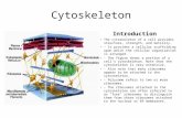 Cytoskeleton Introduction The cytoskeleton of a cell provides structure, strength, and motility. - It provides a cellular scaffolding upon which the cellular.