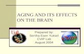 AGING AND ITS EFFECTS ON THE BRAIN Prepared by: Seniha Esen Yuksel CVIP Lab August 2004.