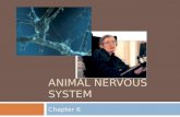 ANIMAL NERVOUS SYSTEM Chapter 6. Outline  Overview  CNS  PNS  Neurons: Structure and Function  Resting potential  Action potential  Muscle contraction.