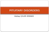 Gülay Ç İ LER ERDA Ğ PITUITARY DISORDERS. The pituitary is a small gland located at the base of the brain, roughly in the space between your eyes. It.