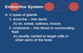 Endocrine System A. 2 types of glands 1. exocrine – into ducts A) ex. sweat, salivary, mucus 2. endocrine – into blood or surrounding fluid A) usually.